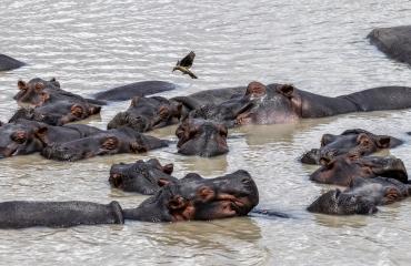 Nord-Kivu : alerte sanitaire après la confirmation d’un cas de charbon sur un hippopotame à Vitshumbi