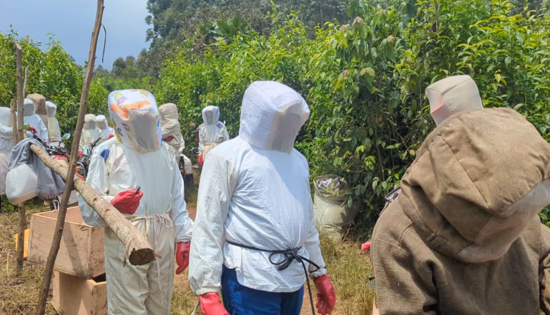 Apiculture écologique : « Groupe Academia RDC » forme des autochtones Pygmées sur les pratiques