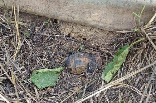 <p>Un civil blessé par une mine piégée par l’ennemi à Loselose</p>
