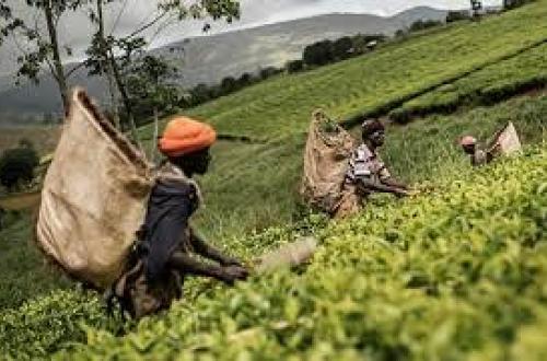 RDC : Une nouvelle structure sera bientôt mise en place pour la promotion de l’agriculture