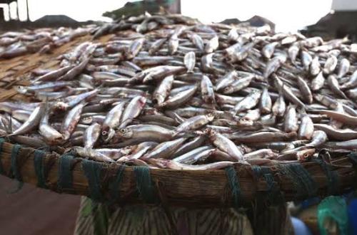 La pêche sur le lac Kivu, un autre métier rentable à Goma