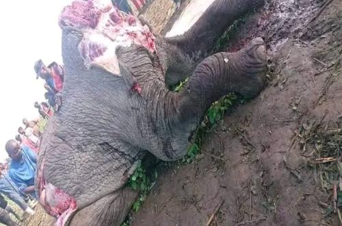 Nord-Kivu : L'ICCN qualifie de "destruction méchante" l'abattage d'un éléphant à Katwiguru
