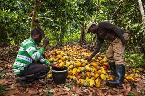 Les cacao et café Congolais exclus du marché de l'Union Européenne