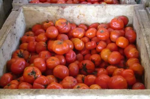 La tomate devient un produit de luxe au marché central