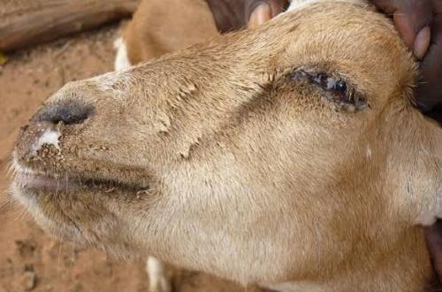 Nord-Kivu : la division provinciale de pêche et élevage alerte sur des cas suspects de peste des petits ruminants