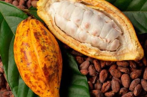 Chute du prix du cacao en Ituri : les facteurs de la crise