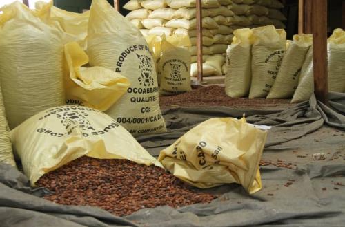 RDC : de 34 811 tonnes en 2022 à 50 800 en 2024, cap sur 120 000 tonnes et ambition de 2 millions pour le cacao biologique