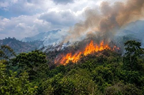 le Parc National de Kahuzi-Biega en feu depuis deux jours