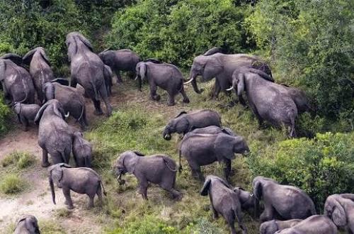 « TERRE ET AVENIR RDC » dénonce la destruction massive de l'environnement dans les zones sous contrôle de l'AFC/M23