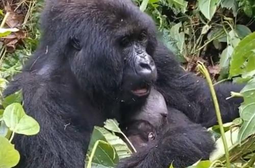 Parc des Virunga : la famille Bageni accueille un nouveau-né, soit une 17e naissance d'un bébé gorille en 2026
