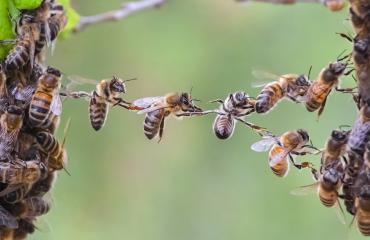 Journée mondiale des abeilles, les butineuses en danger, l’ombre du pollinisateur plane toujours sur l'environnement