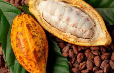Chute du prix du cacao en Ituri : les facteurs de la crise