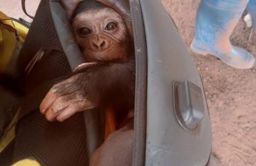 Tshopo : le scandale des chimpanzés révèle des failles dans l’appareil d’État, des hauts fonctionnaires présumés impliqués