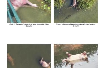 Nord-Kivu : plusieurs hippopotames retrouvés morts dans la rivière Semuliki, l’ICCN appelle à la vigilance