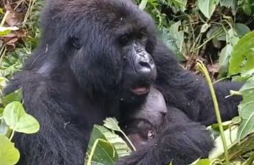 Parc des Virunga : la famille Bageni accueille un nouveau-né, soit une 17e naissance d'un bébé gorille en 2026