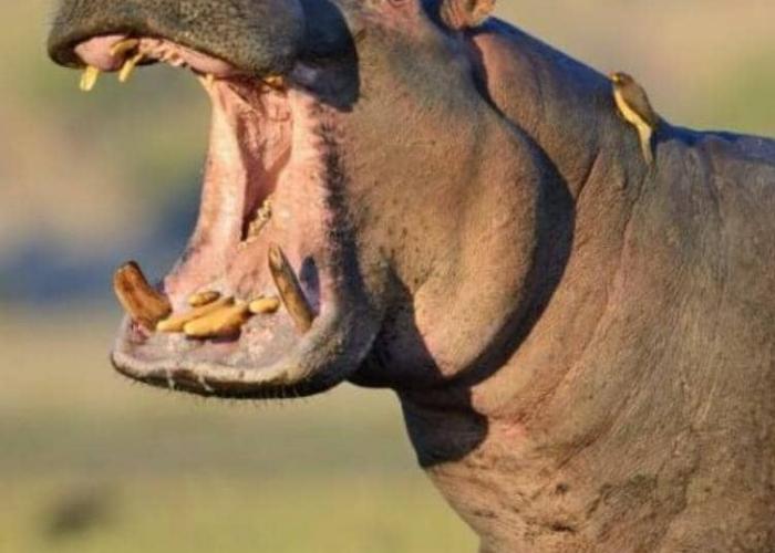Insolite, mais sérieux, un Mwami porte plainte contre un hippopotame dangereux
