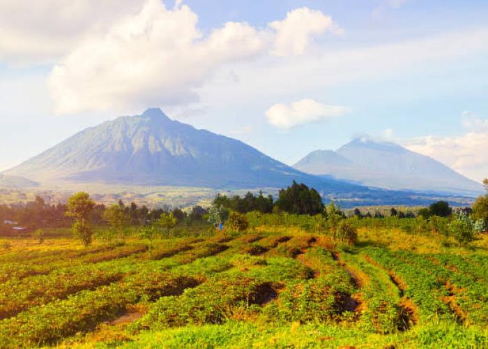 L’ICCN accorde quatre mois aux agriculteurs pour la récolte de leurs produits champêtres dans le Parc National des Virunga