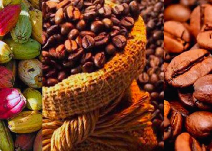 Exclusion des cacao et café Congolais sur le marché européen : Julien Paluku rassure du report de l'application de la réglementation « Zéro déforestation » de l'UE