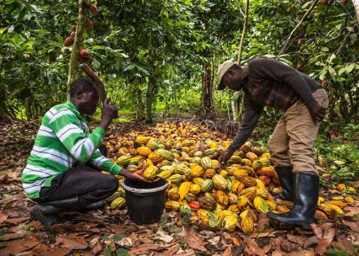 Les cacao et café Congolais exclus du marché de l'Union Européenne