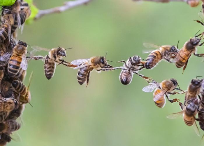 Journée mondiale des abeilles, les butineuses en danger, l’ombre du pollinisateur plane toujours sur l'environnement