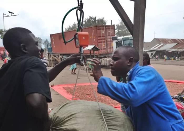 Le cacao, une manne exploitée dans le sang et la corruption dans l’Est du pays