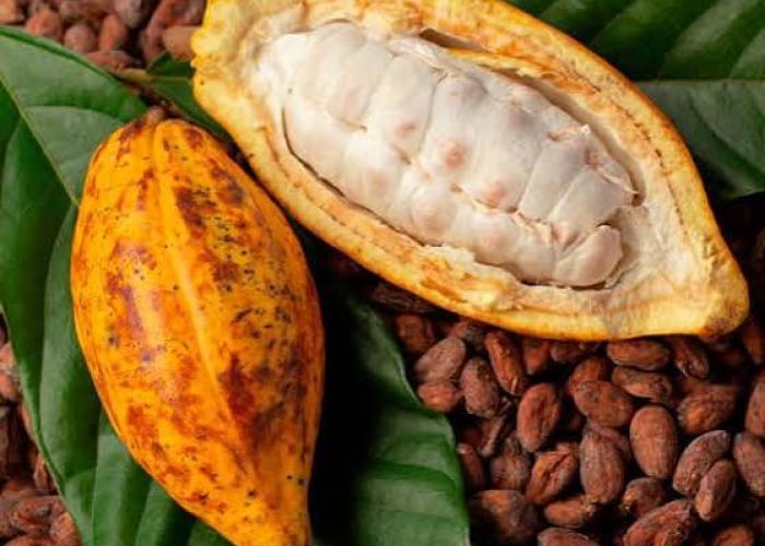 Chute du prix du cacao en Ituri : les facteurs de la crise